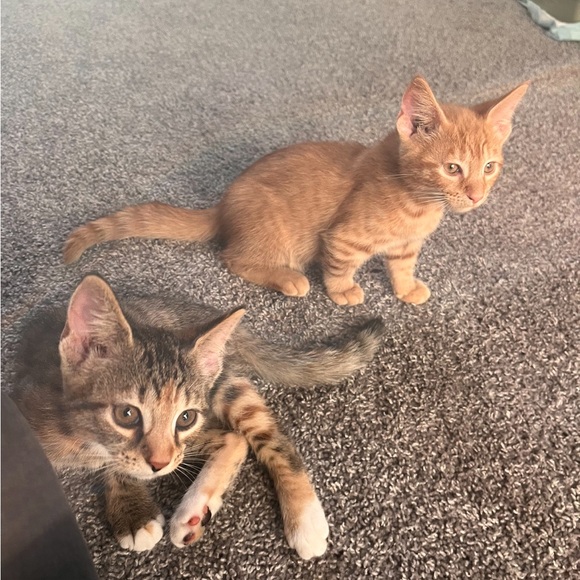 My grandkittens- they’ve grown! 6 months old now! - Picture 15 of 17